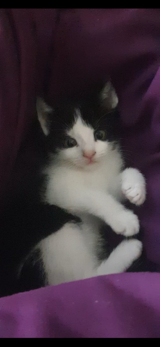OtherSide_Felix's tweet photo. I don’t really like getting personal on social media anymore cause I think it’s such a crapshoot but

Today I lost my beautiful cat, Spot. She was 7 years old and passed quietly in the night. 

I’ll miss her, so, so much. https://t.co/DW4trzVrlM