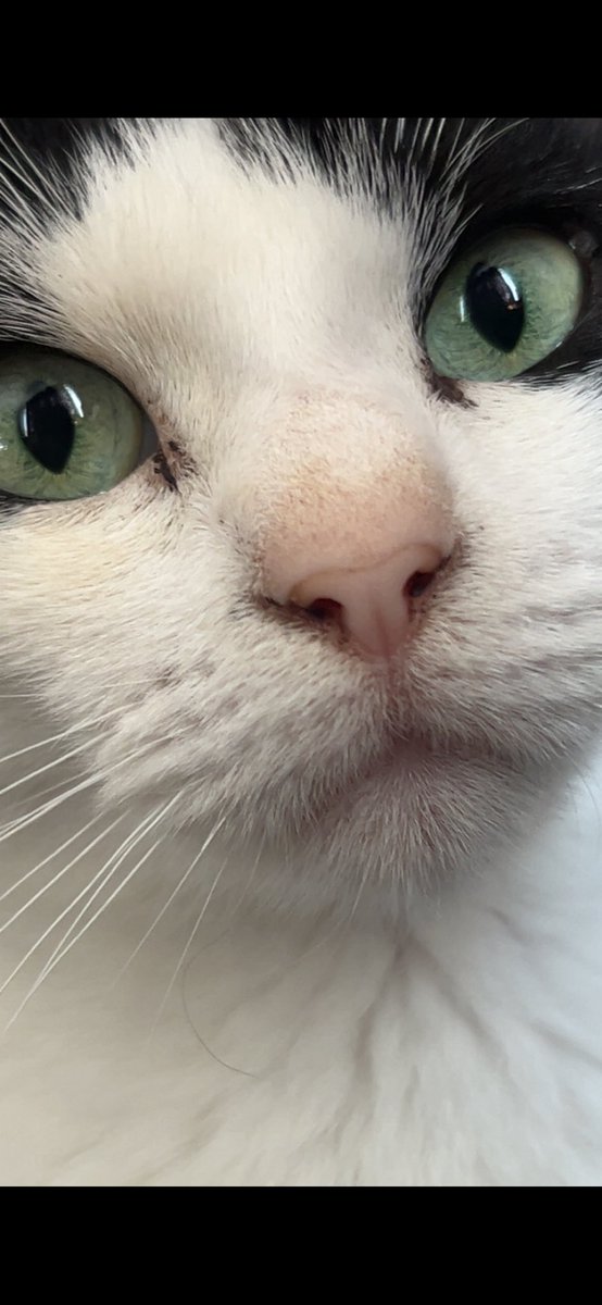 OtherSide_Felix's tweet photo. I don’t really like getting personal on social media anymore cause I think it’s such a crapshoot but

Today I lost my beautiful cat, Spot. She was 7 years old and passed quietly in the night. 

I’ll miss her, so, so much. https://t.co/DW4trzVrlM