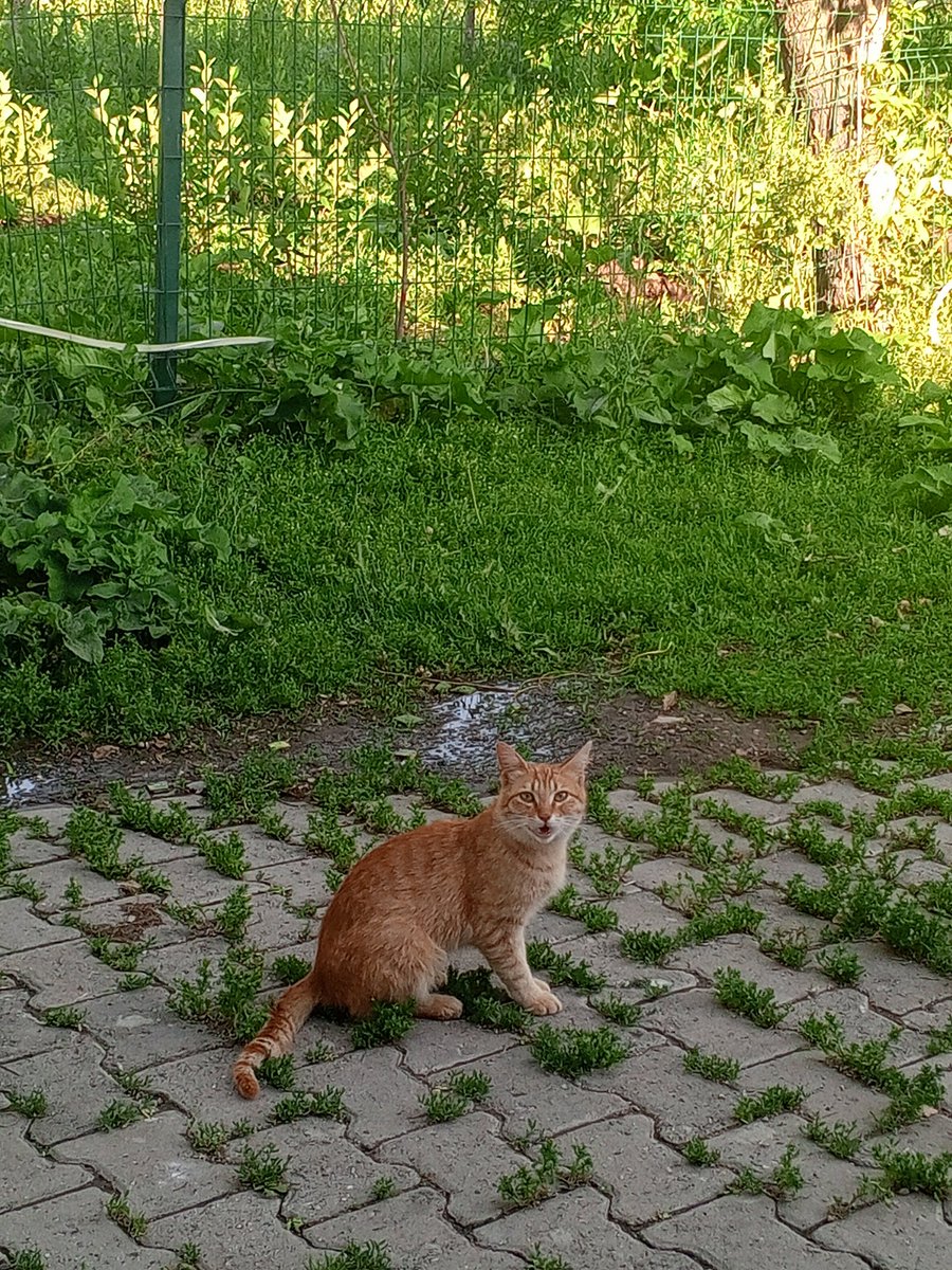 Denizonee's tweet photo. Arkadaşlar bu kedo  her şeye şaşırıyor favlayın nsbdbdb🐈😂 https://t.co/mM0KqpIe87