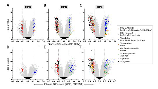 ASMicrobiology's tweet photo. In #mBio, researchers identify essential gene products in A. baumannii that support the fitness of efflux pump hyperexpressers during treatment with the fluoroquinolone antibiotic ciprofloxacin, most of which are involved in outer membrane biogenesis. https://t.co/uApPIzjdM0 https://t.co/xfrvSXNvXt