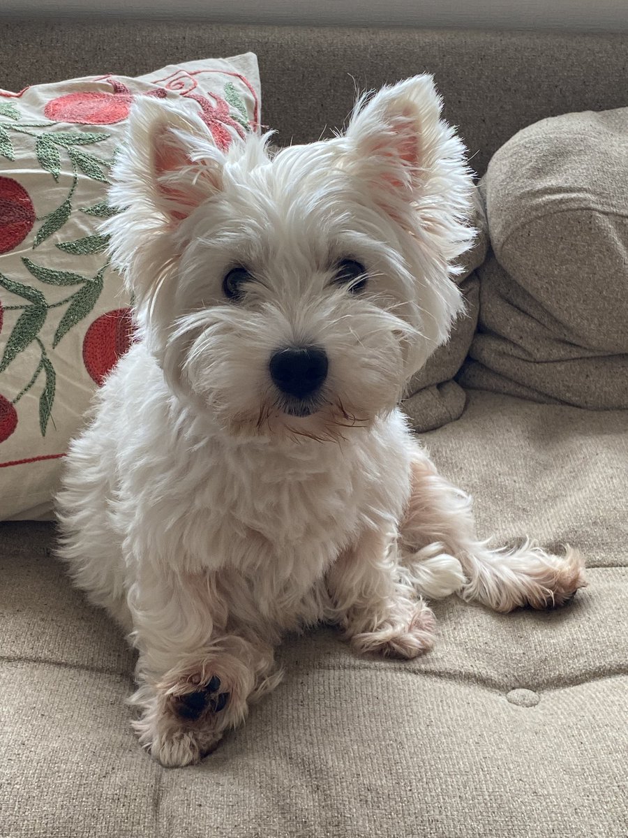 tera_westie's tweet photo. ぬいぐるみのような愛らしさ😍

#ウェスティ
#ウエストハイランドホワイトテリア https://t.co/OmHnkX8r1A