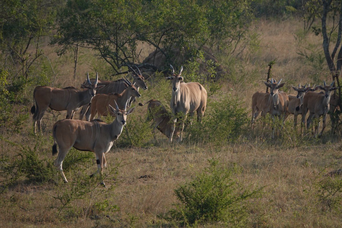 safaritoeast_a's tweet photo. The wild is calling.
Every safari with Destination Jungle is a front-row seat to Africa’s incredible wildlife from majestic Giraffe to elusive leopards and unforgettable encounters.
Your next adventure starts here.
#DestinationJungle #WildlifeSafari #visitUganda https://t.co/CrkAmgGc5m