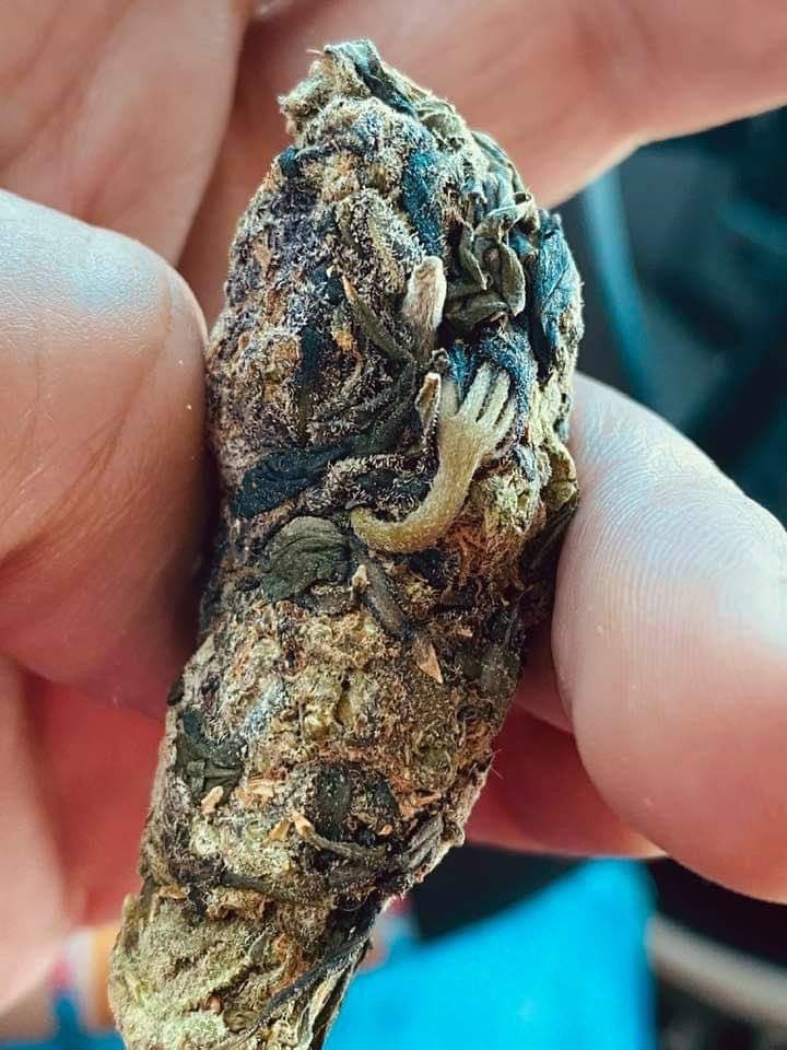 OGNATION100's tweet photo. How the hell this weed got a arm? 😳 What would u call it? 🤔 https://t.co/4UlbcIRJgL