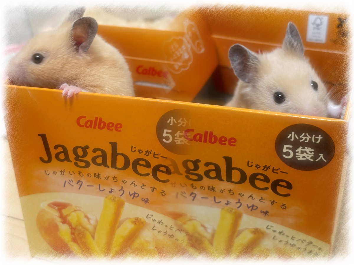 coce_no's tweet photo. 🐹🥔💞 https://t.co/3IJzZv9rLY