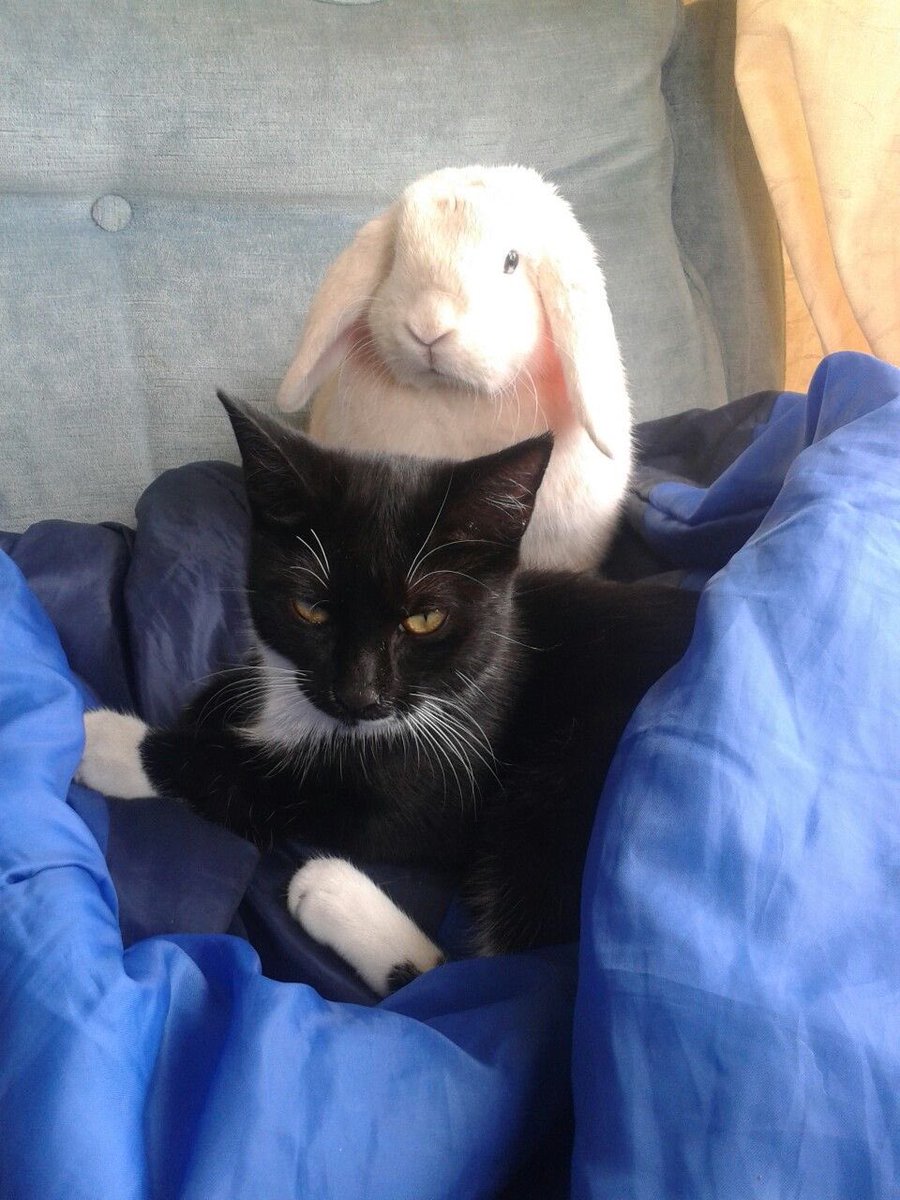 cattifirelive's tweet photo. Two cowboys? Don’t you mean a cat and a bunny? 🌸 https://t.co/3Rh3YSZLga