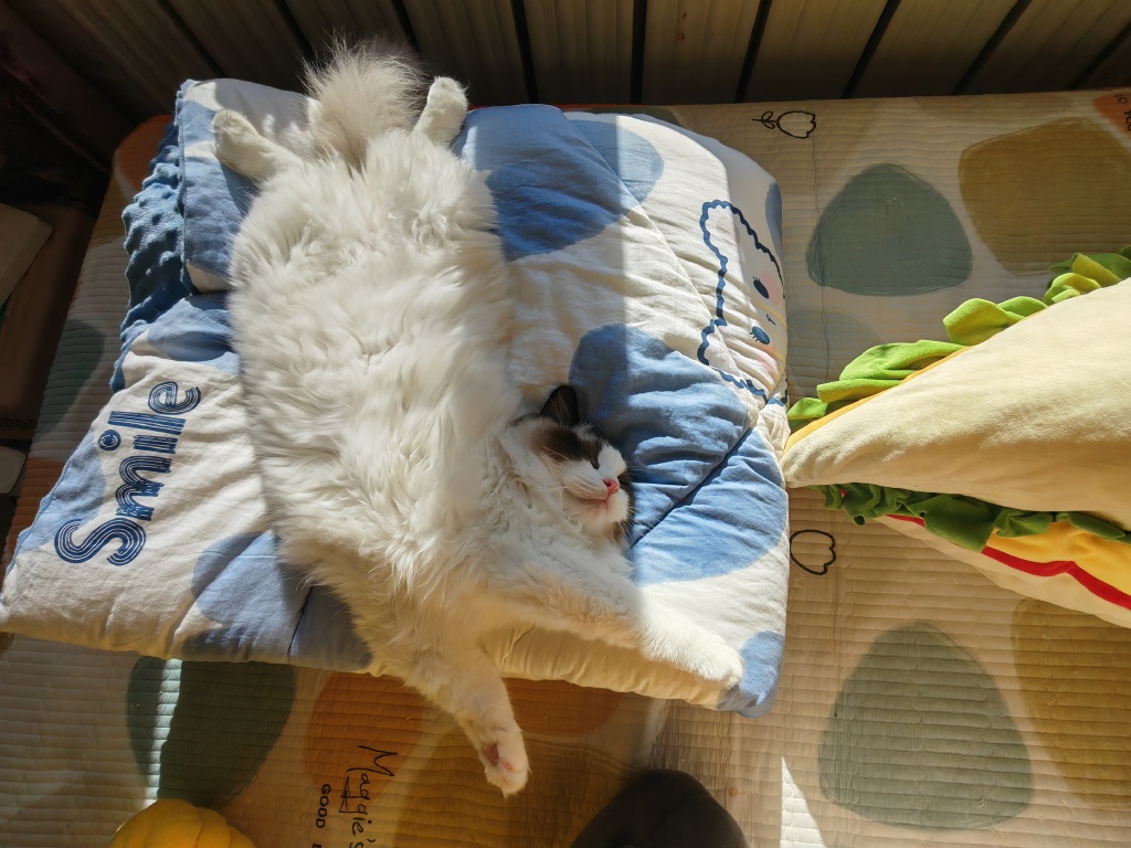 k3cUWR7JISakxnH's tweet photo. My little furball just hit 6 months old! Watching them grow from a tiny pawed creature to this playful zoom machine is the best magic ever. ， https://t.co/ziPKhhQB6C