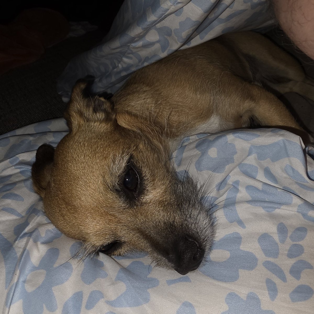 KeyssnerTino's tweet photo. @Mina7777Mina Ich habe sehr gut geschlafen und aufgewacht mit Fell im Gesicht. Meine Hündin war scheinbar der Meinung sich an kuscheln zu müssen. 😅 https://t.co/M98KZK72Kg
