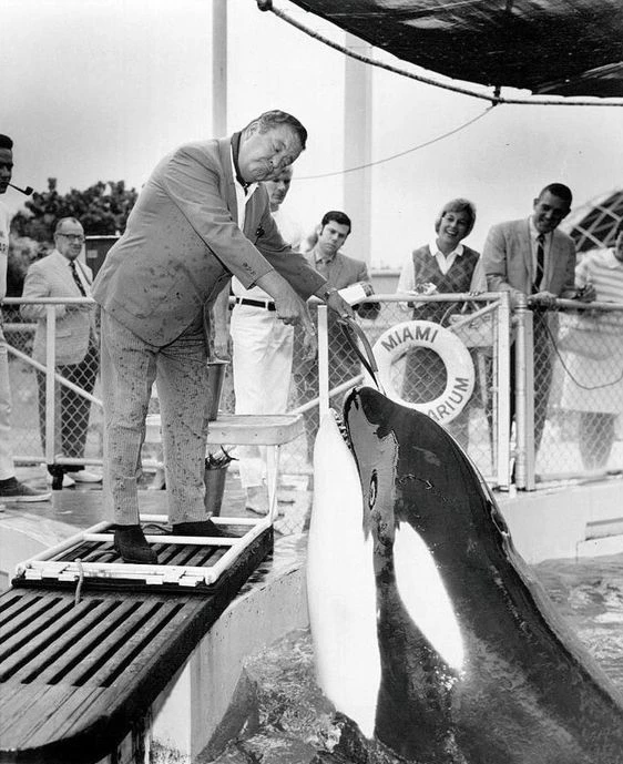 ruben_prz's tweet photo. Hugo, la primera orca cautiva del acuario de Miami. Obligado a vivir en una piscina minúscula 🐋⛓️

Se mató golpeándose contra el muro del recinto. Hay que acabar con estas cautividades.

FIRMA LA PETICIÓN ⬇️⬇️
https://t.co/efE8ctBtby https://t.co/1kh7J510tZ