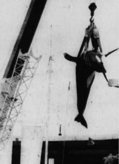 ruben_prz's tweet photo. Hugo, la primera orca cautiva del acuario de Miami. Obligado a vivir en una piscina minúscula 🐋⛓️

Se mató golpeándose contra el muro del recinto. Hay que acabar con estas cautividades.

FIRMA LA PETICIÓN ⬇️⬇️
https://t.co/efE8ctBtby https://t.co/1kh7J510tZ