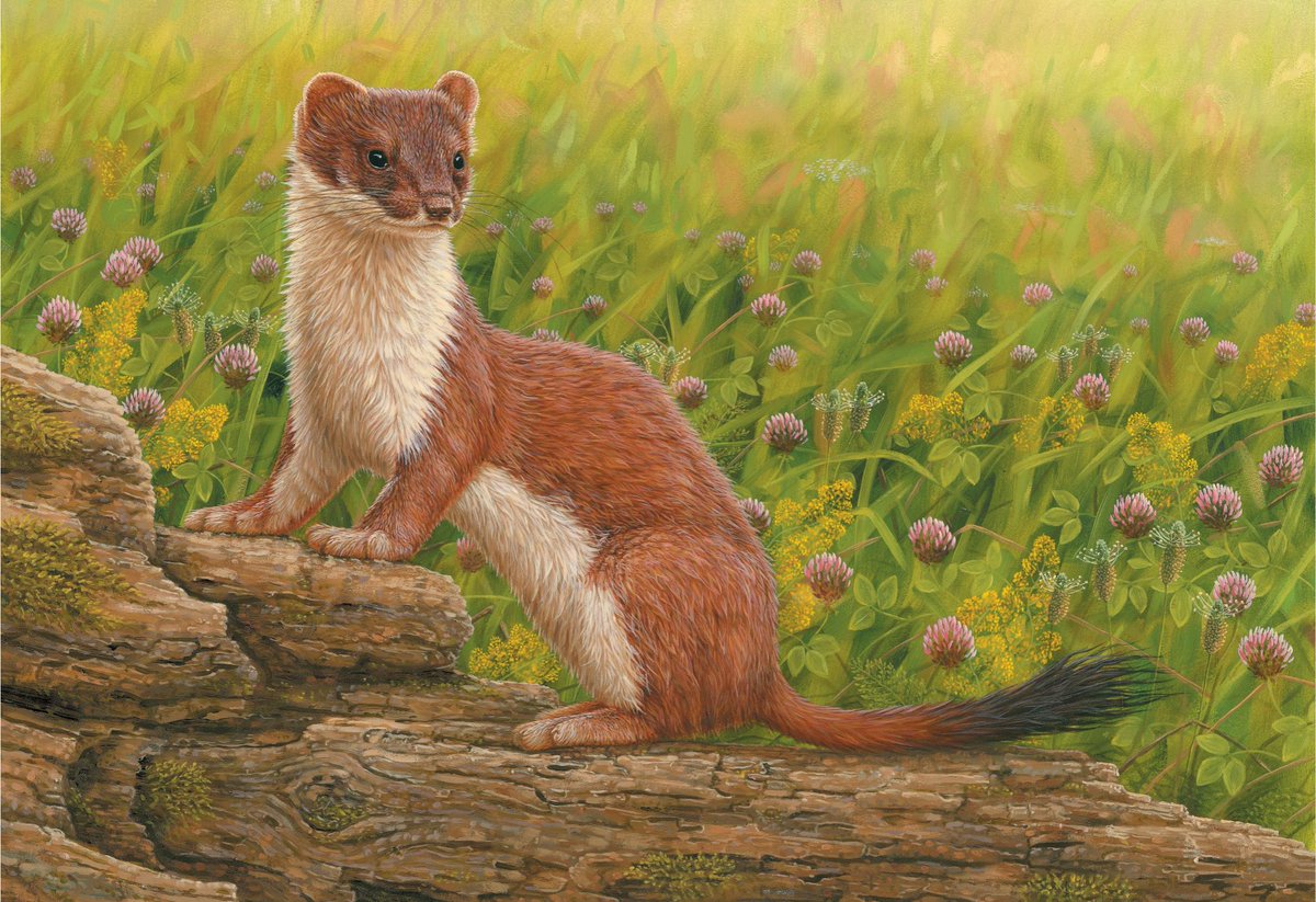 RobertEFuller's tweet photo. Happy National Meadows Day 🌻
I often include wildflower meadows in the backdrops to my paintings 🖌️Can you ID the species in this one? https://t.co/IwDMzqEzhX