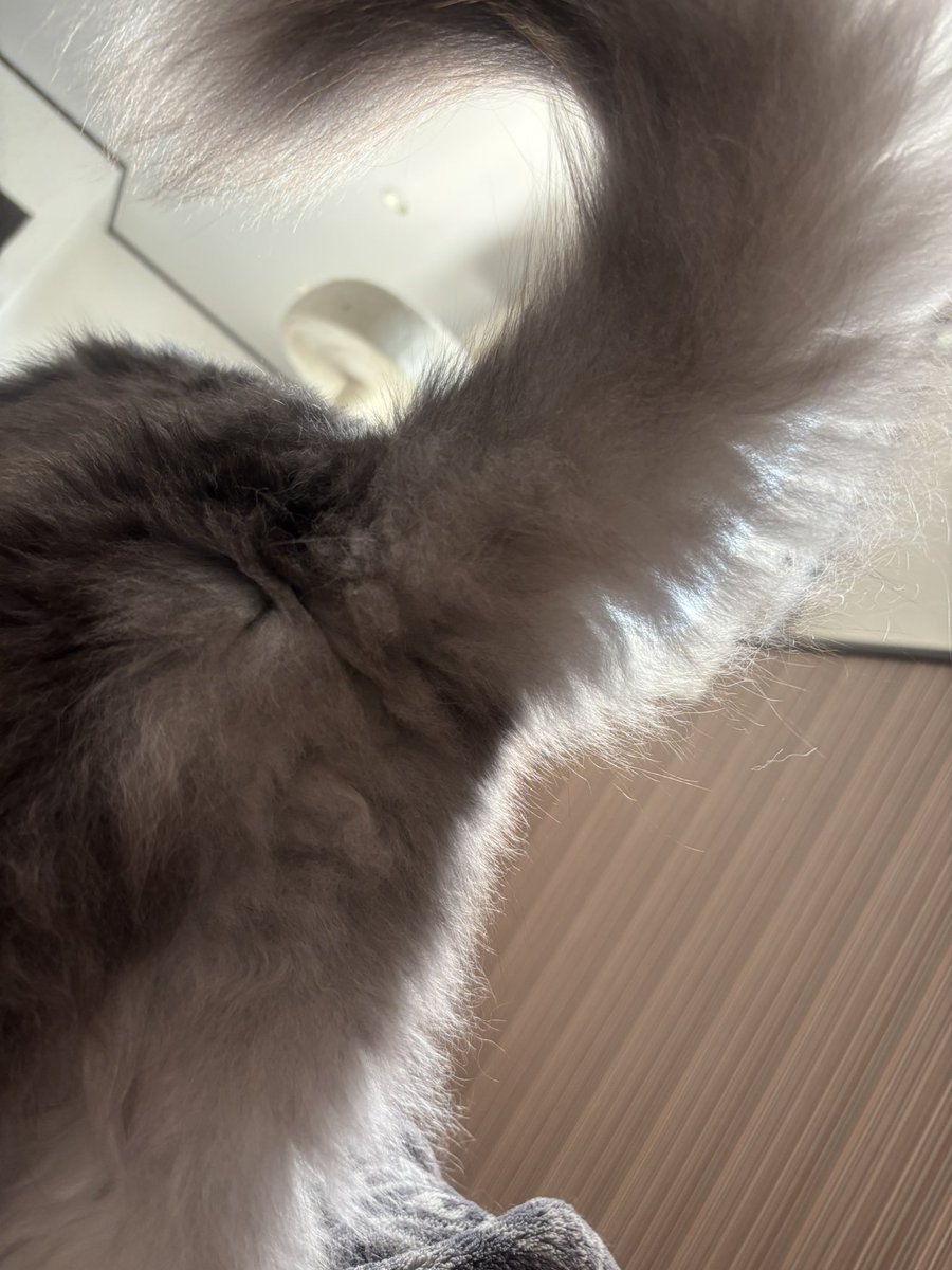 bigcatmam's tweet photo. 尻っ尻っお尻っなのぉ〜 https://t.co/7cZZ6qKMFz