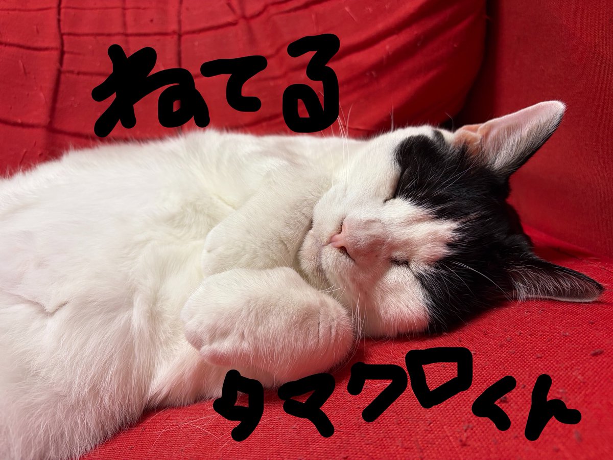 s_ginya's tweet photo. 最近ゲーム関連のポストしかしてなかったけど普通にごはんも作ってるし猫ちゃんズとも遊んでる( ˊ̱˂˃ˋ̱ )
猫ちゃんズはだいぶお年を召してきた気がするけど元気です
リズム天国は裏に入りました https://t.co/WkijtFll0Y