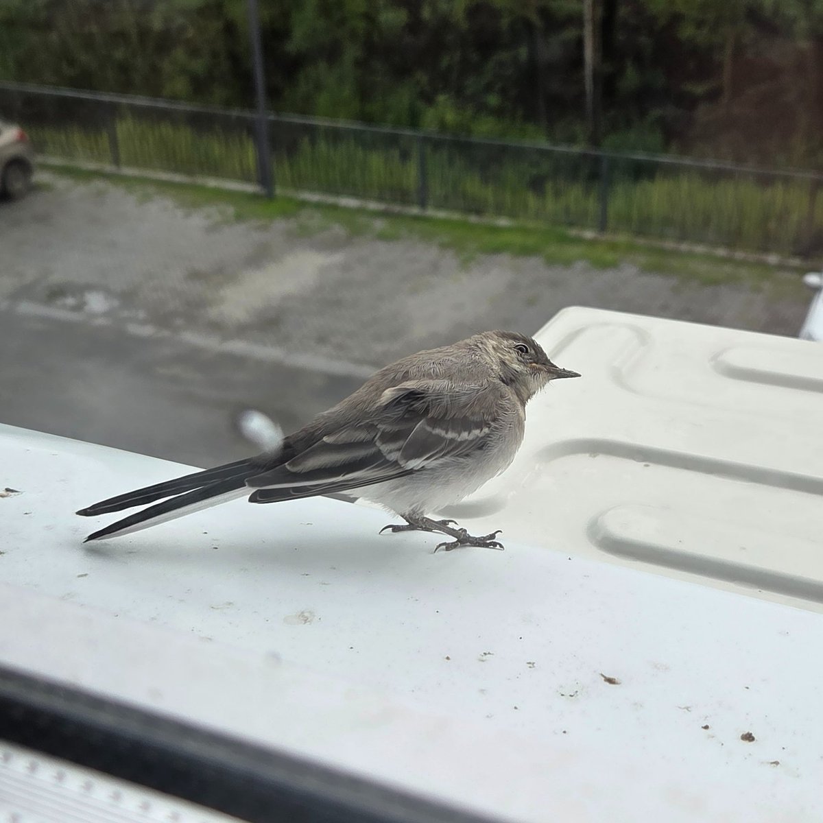MulticepsEditor's tweet photo. A badass young wagtail landed on my window.😍 https://t.co/MGiu4oHzAc