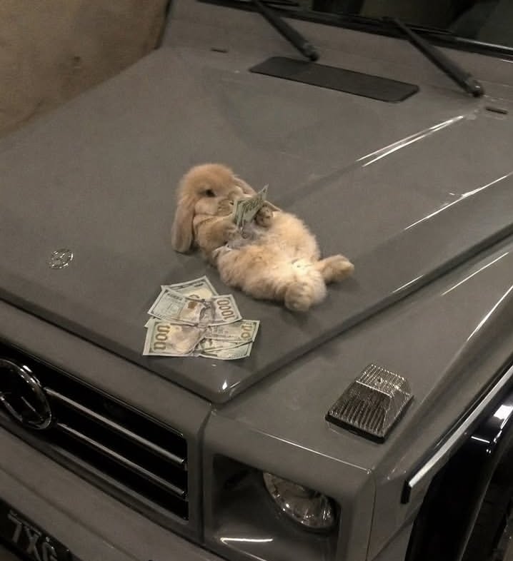 inkblotistan's tweet photo. no money, no bunny https://t.co/2g36XchGFT