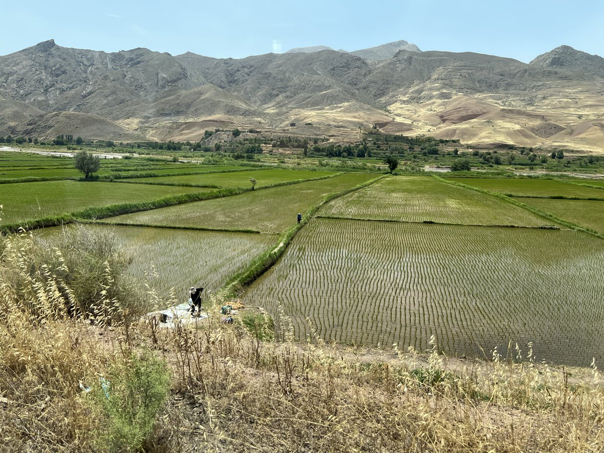 JavadGheibi's tweet photo. الموتیم😍
حس می‌کنم حسن صباح و یارانش، دائم جلوی چشمامونن! نکته جذاب برنج کاری و شالی کاری این منطقه بود که فکرش رو نمی‌کردم! محلی‌ها می‌گن امسال بارندگی و سطح آب کم‌نظیر بوده…
جای همه دوستان نازنین کنارمون سبز🙏💚☺️ https://t.co/QccrVqLHwX