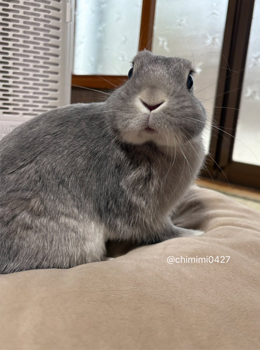 Post by うさぎのちみ🐰🥬 on X: 🐰なーに？