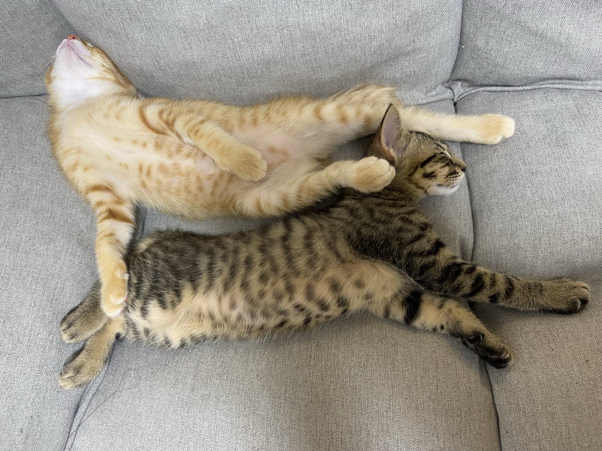 Cza_2_'s tweet photo. 💤 https://t.co/MChbneQ2of