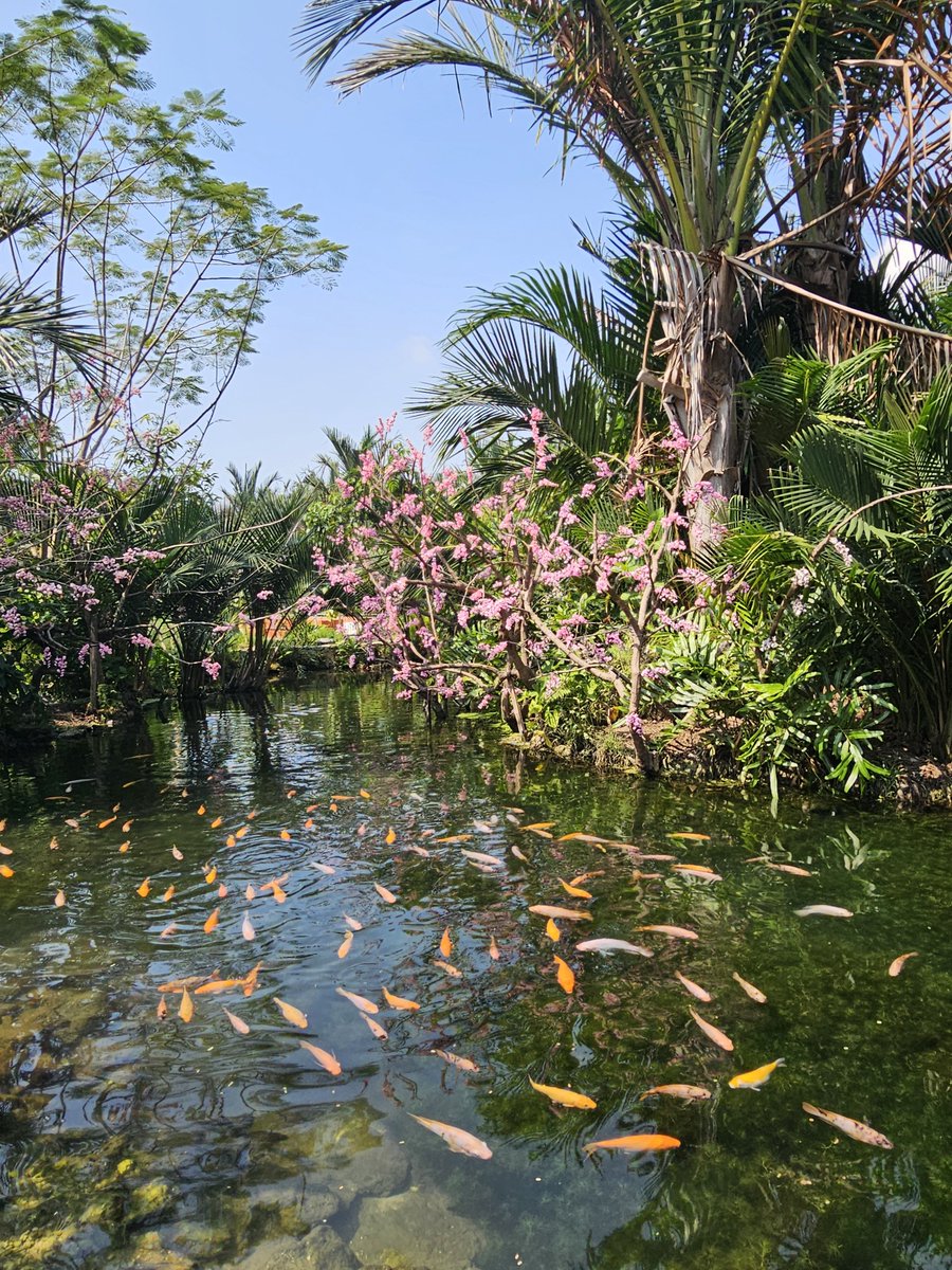 borasauruus's tweet photo. Wes gosong hari ini outdoor mulu https://t.co/qRAuKGMQCJ