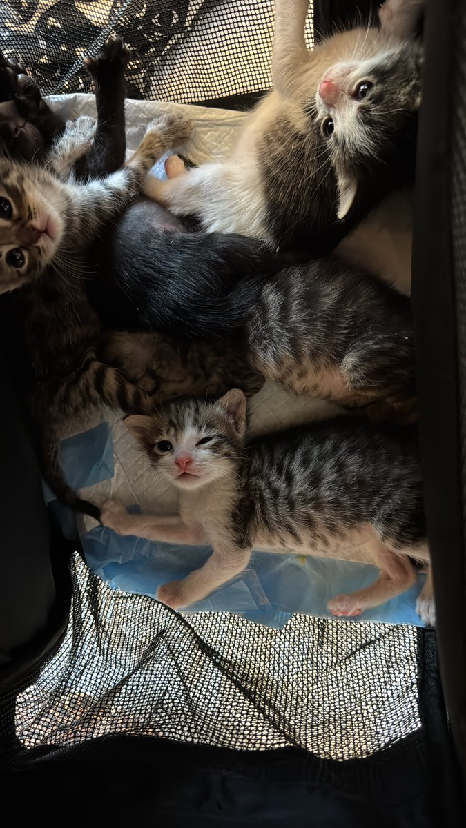 ColoniasFelinas's tweet photo. @Roizagui Por supuesto.! 5 pequeños de apenas 2 semanas. Uno de ellos en un estado que ha necesitado ingreso veterinario para estabilizarlo. A saber cuánto tiempo llevaban en esa caja. https://t.co/2yZeeS8zk9