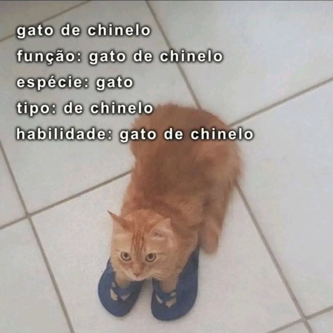 Miauravilhas's tweet photo. Sorteio
1 gato de chinelo 

Para participar dê like e RT https://t.co/v3ZGz5tCoB