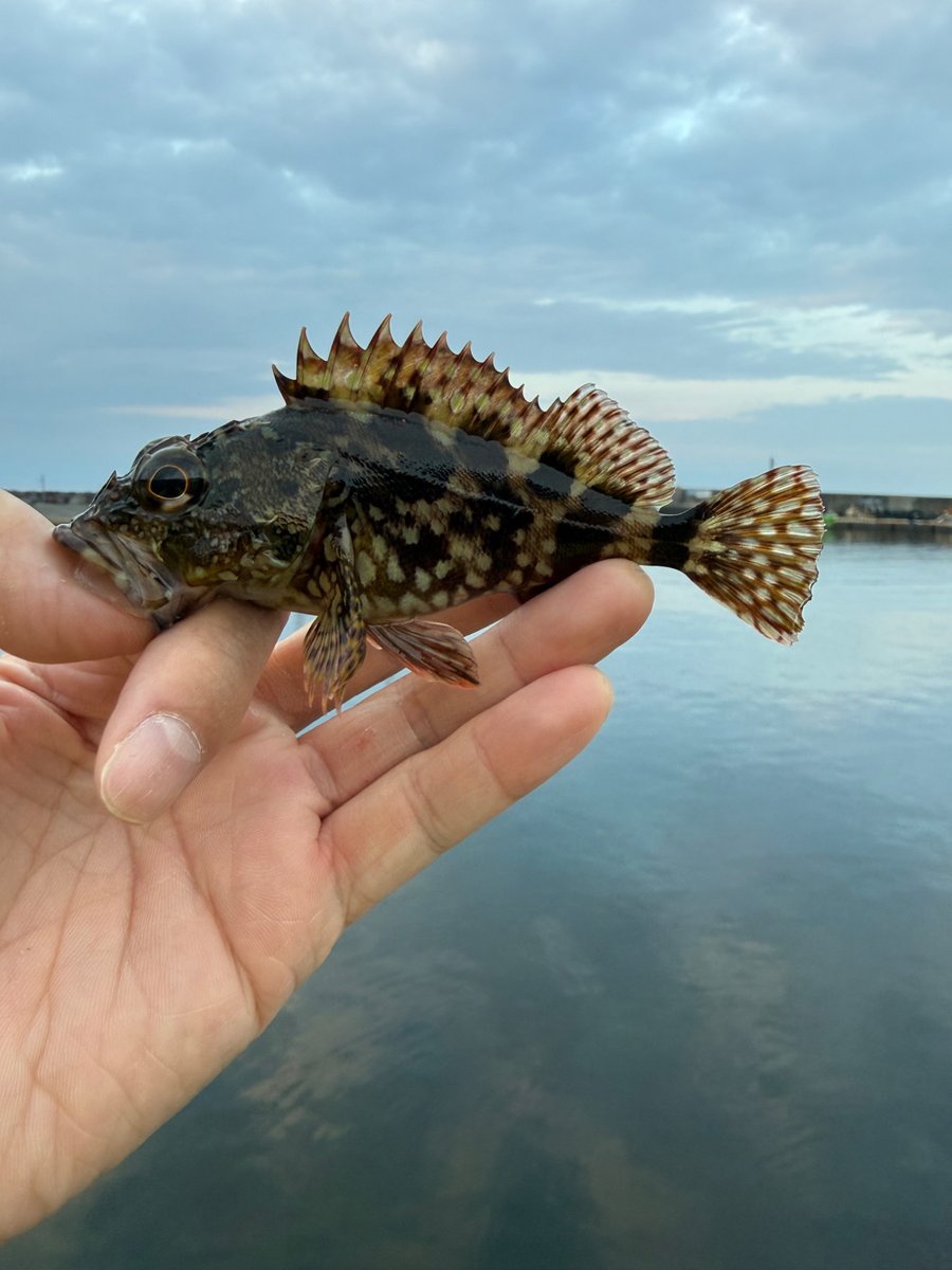 sabutaro28's tweet photo. 淡水
ブラックバス
ブルーギル
海水
カサゴ
#fishing
#23stradic
#鱒レンジャー
#zpi
#gomexus https://t.co/H7RRVVCjyH