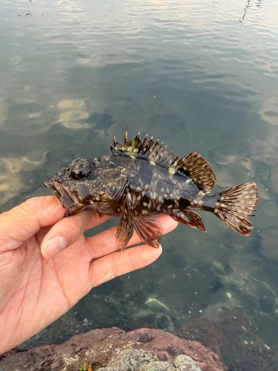 sabutaro28's tweet photo. 淡水
ブラックバス
ブルーギル
海水
カサゴ
#fishing
#23stradic
#鱒レンジャー
#zpi
#gomexus https://t.co/H7RRVVCjyH
