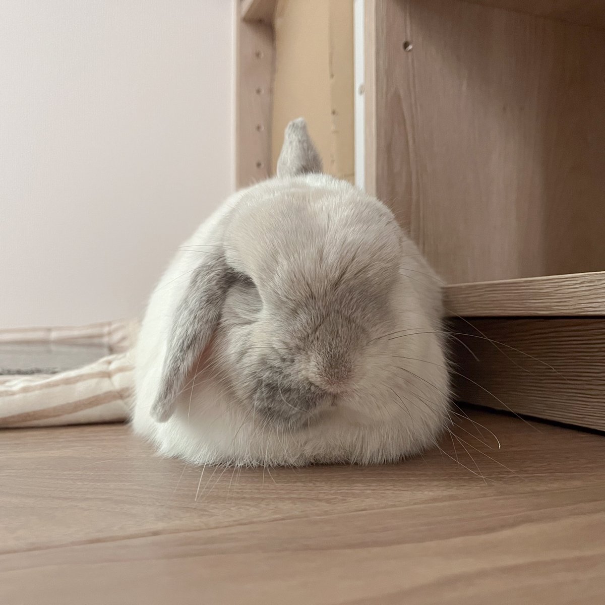 flufflop's tweet photo. 謎のツノが生えてしまったﾅﾅﾁｬﾝ…🦄 https://t.co/oH2UfmkyY2