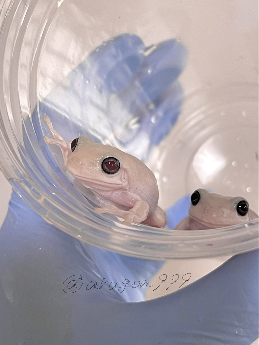 あるごん 🐸 Argon (@arugon999) / Posts / X