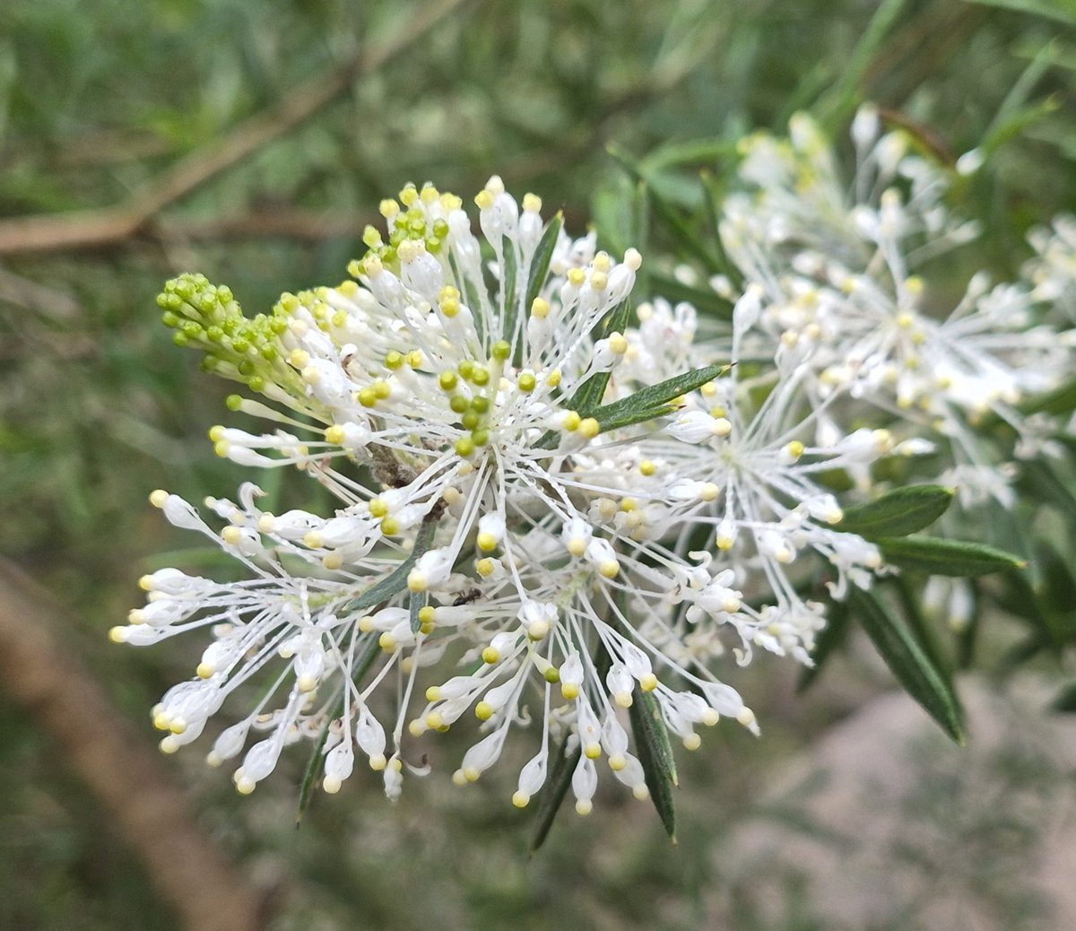 StuartWilliams_'s tweet photo. Grevillea triloba https://t.co/1I8Ad58QOy