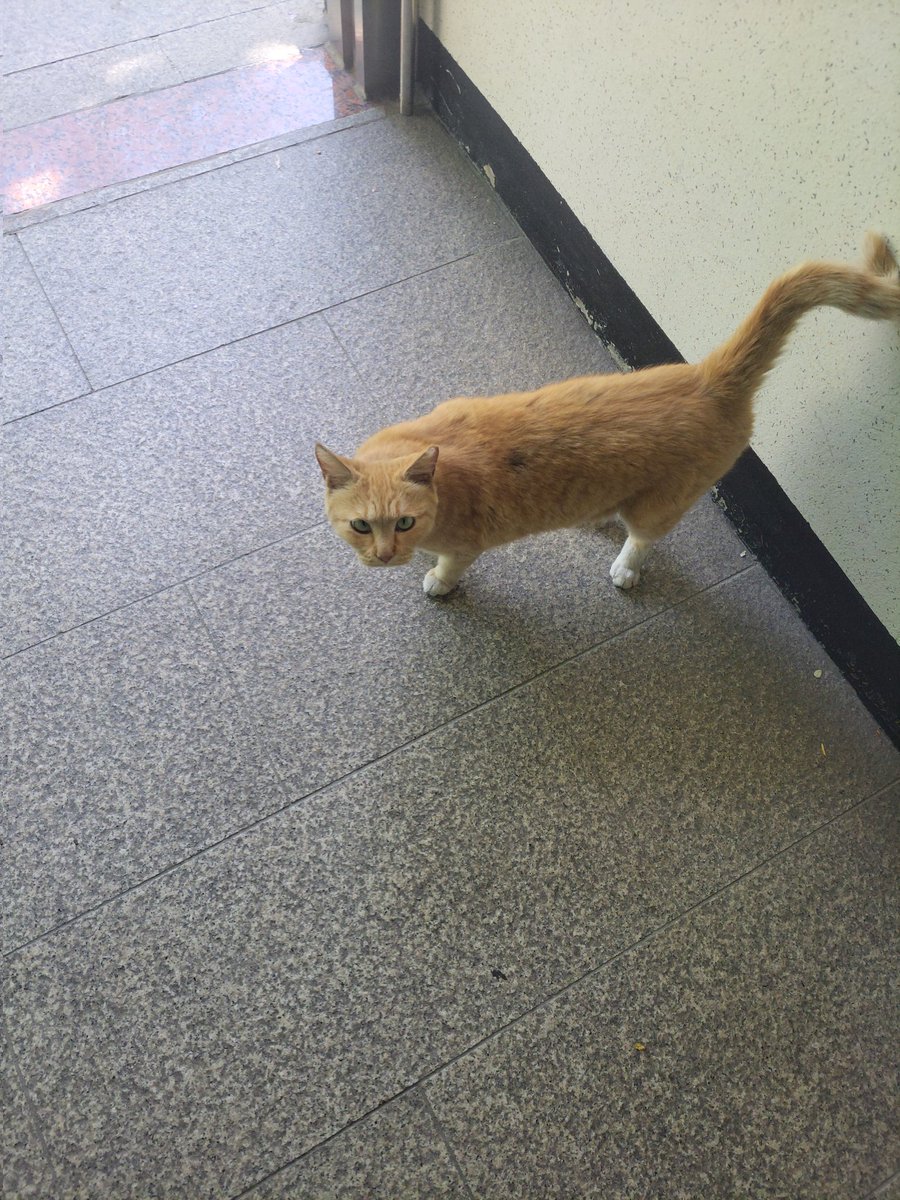 bean_8808's tweet photo. 미야옹철 선생님 영상을 우연히 봤는데 당신의 고앵이는 당신을 엄마로 대하는가/동료나 자매로 대하는가에 대한 영상이었는데 율무는 날 엄마로 대하고 있었고 노랑이는 당당하게 너 내 동료가 되라 하고 말하고 있었음 https://t.co/jbCIapZpza