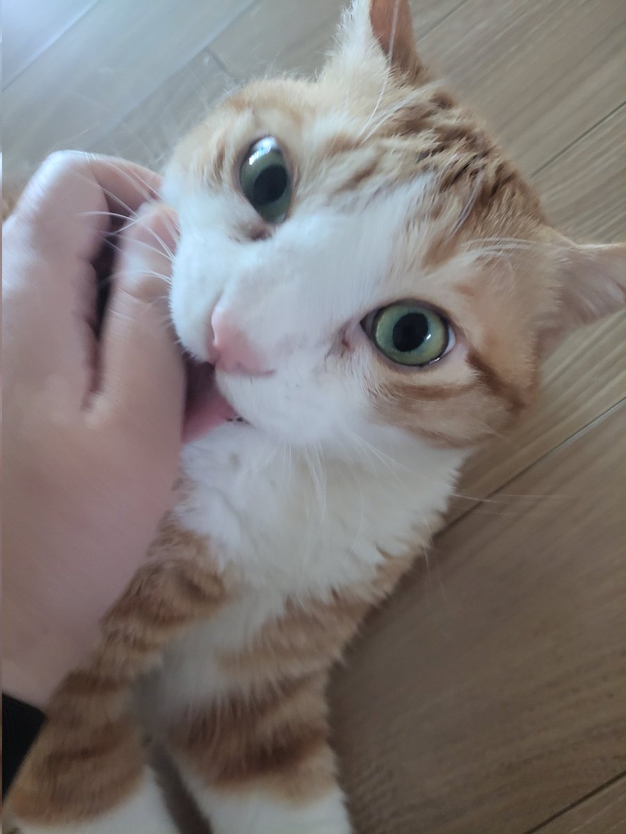 bean_8808's tweet photo. 미야옹철 선생님 영상을 우연히 봤는데 당신의 고앵이는 당신을 엄마로 대하는가/동료나 자매로 대하는가에 대한 영상이었는데 율무는 날 엄마로 대하고 있었고 노랑이는 당당하게 너 내 동료가 되라 하고 말하고 있었음 https://t.co/jbCIapZpza