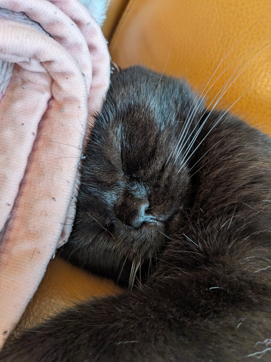 coco_bks09's tweet photo. ぐー（鼻の音）

#猫のいる幸せ
#猫のいる暮らし
#猫好きさんと繋がりたい
#黒猫 https://t.co/Cutxdh9wzj