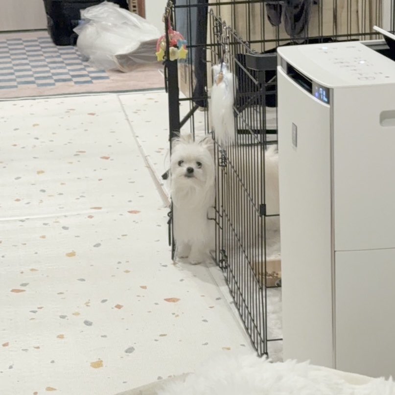 kawai_nu_san's tweet photo. 犬が挟まっていた https://t.co/YPudJmPhb9
