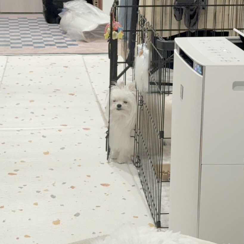 kawai_nu_san's tweet photo. 犬が挟まっていた https://t.co/YPudJmPhb9