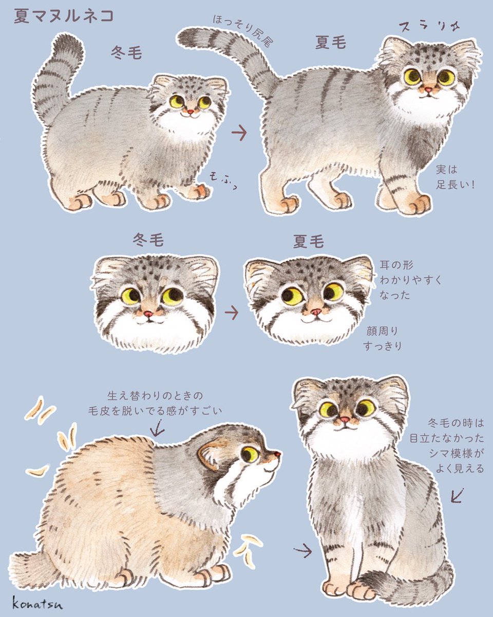 konatsu_tunacan's tweet photo. 【夏のマヌルネコ】
冬は長毛の猫だったのが
短毛の猫になったみたいに
スリムになっていた！
季節によって全く違う姿を見せてくれる
マヌルネコが好き https://t.co/DPZKJcoaQ8