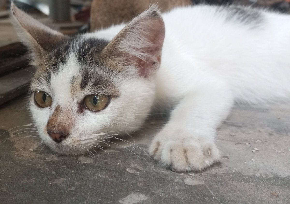 Isbaard17's tweet photo. Galau banget muka nya wkwk https://t.co/owGiqc1yNc