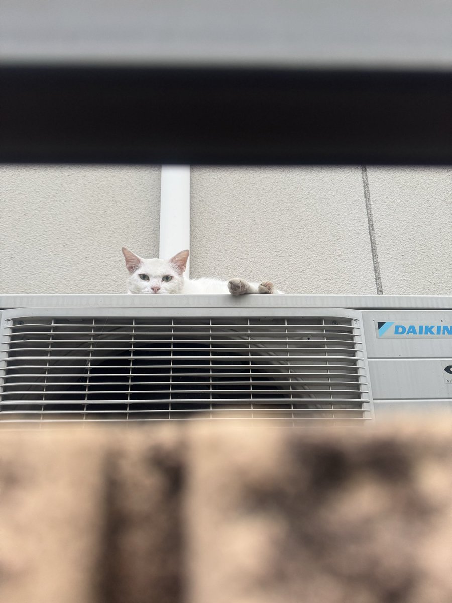 selsius17's tweet photo. ほんの少しの隙間から見えた猫ちゃんを見逃さない https://t.co/1HSBnv8Frx