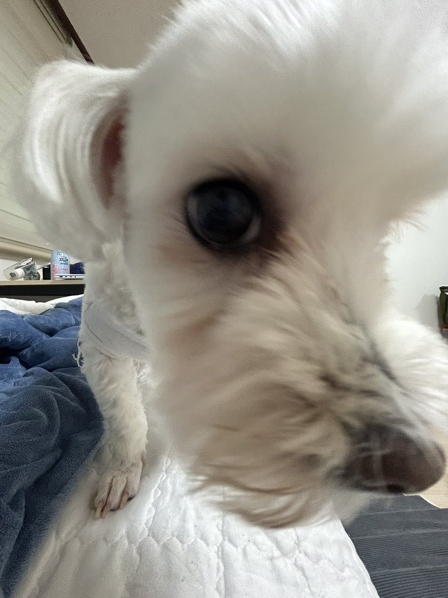in__danny's tweet photo. 우리집 강아지 볼 사람 https://t.co/Et5GDZzBYN