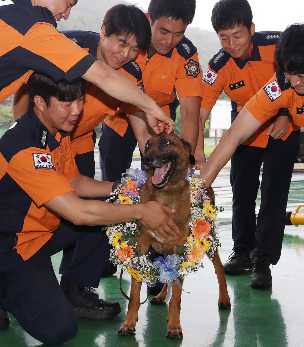 Dexerto's tweet photo. A rescue dog in South Korea has retired after helping save 16 lives across hundreds of missions

Chungseong was honored with a retirement ceremony and has been adopted by a new family https://t.co/OWuPTmn000