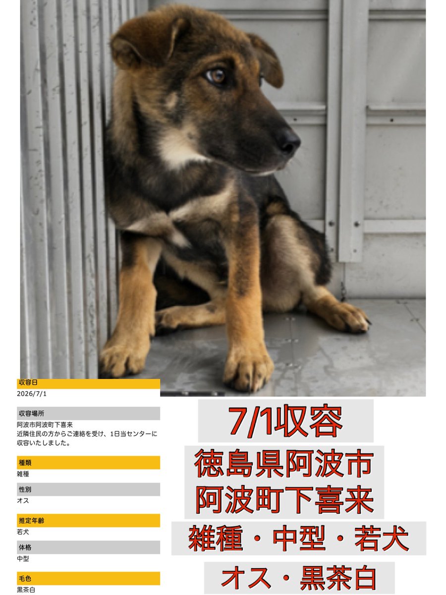 Rubylov65969168's tweet photo. ＃生きたいと願う
＃純粋な気持ち

🆘徳島県動物愛護管理センター🆘

まだ幼さが残る若犬が収容されました

不安そうな瞳で周りを見つめる姿が
不憫でなりません

生後4〜５ヶ月程にも見える幼い命です
本来ならば母犬やきょうだい達の側で
安心して過ごしていたはずです

掲載情報には必ず近隣住民からの
連絡によりとなっていますが
捕獲班により捕獲（保護）された
可能性も否めません

独りぼっちで不安気なこの子が必ず
幸せな未来に繋がりますように🙏

応援よろしくお願い致します

https://t.co/bqCFv4X13q