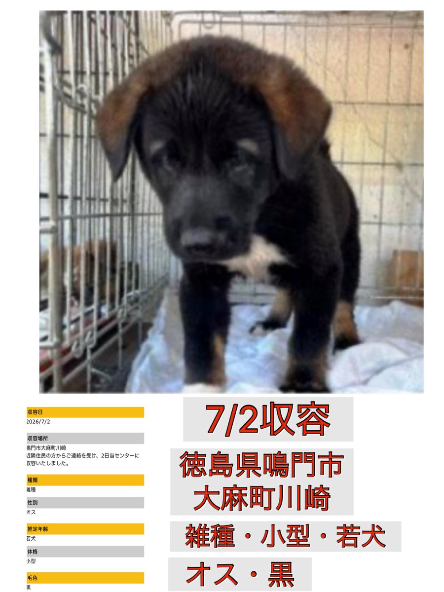 Rubylov65969168's tweet photo. ＃幼い仔犬を助けて下さい

🆘徳島県動物愛護管理センター🆘

まだ生後３ヶ月未満に見える仔犬が
たった独りぼっちで収容されました

何故  この子だけが収容されたので
しょうか…
まだ母犬の温もりが必要な月齢と
思われる小さな仔犬

母犬は今も必死になって探している
かも知れない…
きょうだいは無事なのだろうか…

そんな思いが胸をよぎります

この地域では幼い仔犬の収容が繰り返されています

根本から「命を守る」取り組みが必要
だと思います 

行政には重い腰をあげて本気で対策を
考え実行してほしいと切に願います

どうかこの子達が幸せな未来へ繋がり
ますように🙏

応援よろしくお願い致します

https://t.co/bqCFv4X13q