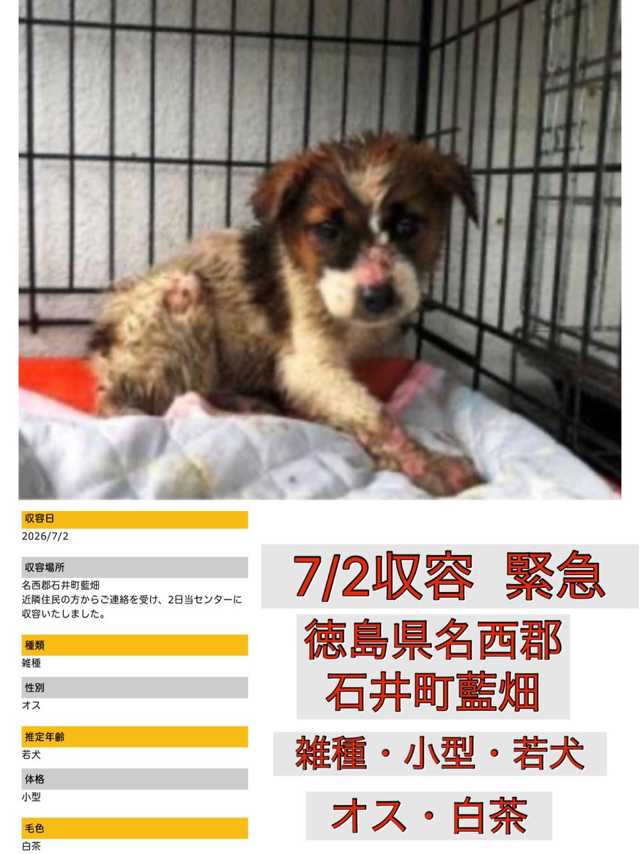 Rubylov65969168's tweet photo. ＃大至急
＃皮膚疾患の仔犬

🆘徳島県動物愛護管理センター🆘

生後３ヶ月位の仔犬は見た限りでは
栄養状態が悪く皮膚疾患が酷い状態
で収容されています

どれ程  過酷な環境下で生きて来たの
でしょう…
母犬は？  きょうだいは？

飼育放棄や適切な管理を受けられなかった仔犬なのでしょうか

ただ一つ言えるのはこの子には1日も早い治療と温かい居場所が必要だと言う
事です‼️

里親様  預かり様とのご縁に繋がり早く
センターから救い出されますように🙏

応援よろしくお願い致します

https://t.co/bqCFv4X13q