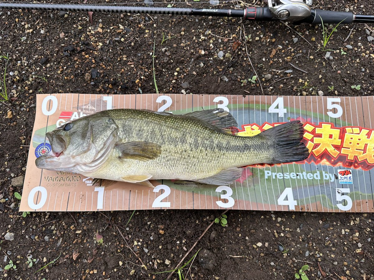 piguret18's tweet photo. 今日の🐟〜
あまり見えず、ブラインドの釣りで😊
#バス釣り #ボトムアップ #ギミー #ファットイカ https://t.co/0hATpcsbG9