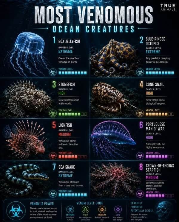 Worth_Knowin's tweet photo. Most Venomous Ocean Creatures . https://t.co/1IaCnnSy02