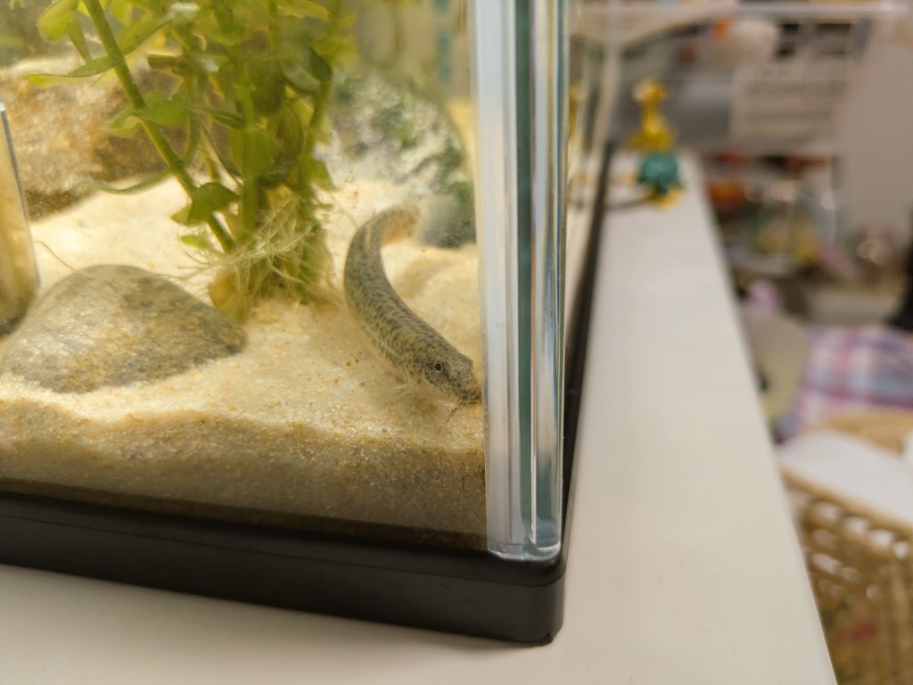kitakara_enshu's tweet photo. マダランておじさんみたい
#マドジョウ
#Loaches
#Aquarium https://t.co/FhrKGMCBfI