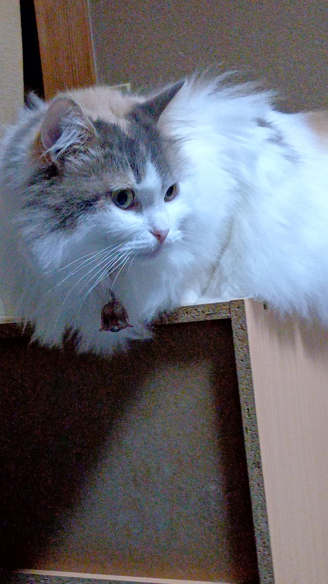 Sapphire_Blue8F's tweet photo. 宇宙一かわいいうちのパステル三毛ちゃん https://t.co/tbxuG8vEBQ