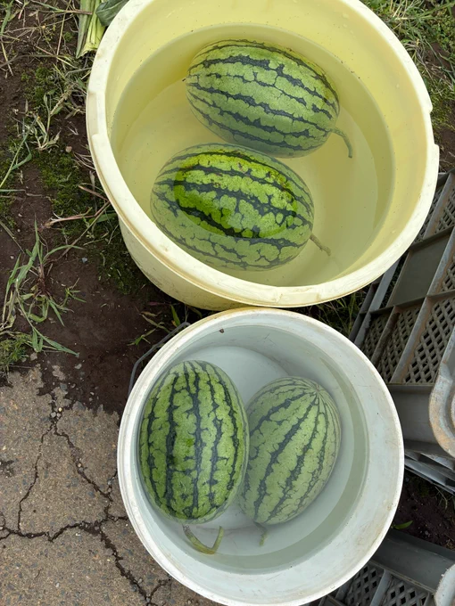 茨城県西産直センターに行ったよ。(結城郡八千代町佐野)畑で採れたてスイカ食べ放題。やっぱ畑が好き。土が好き。この日は小玉スイカとトウモロコシを収穫しました。 #茨城県西産直センター