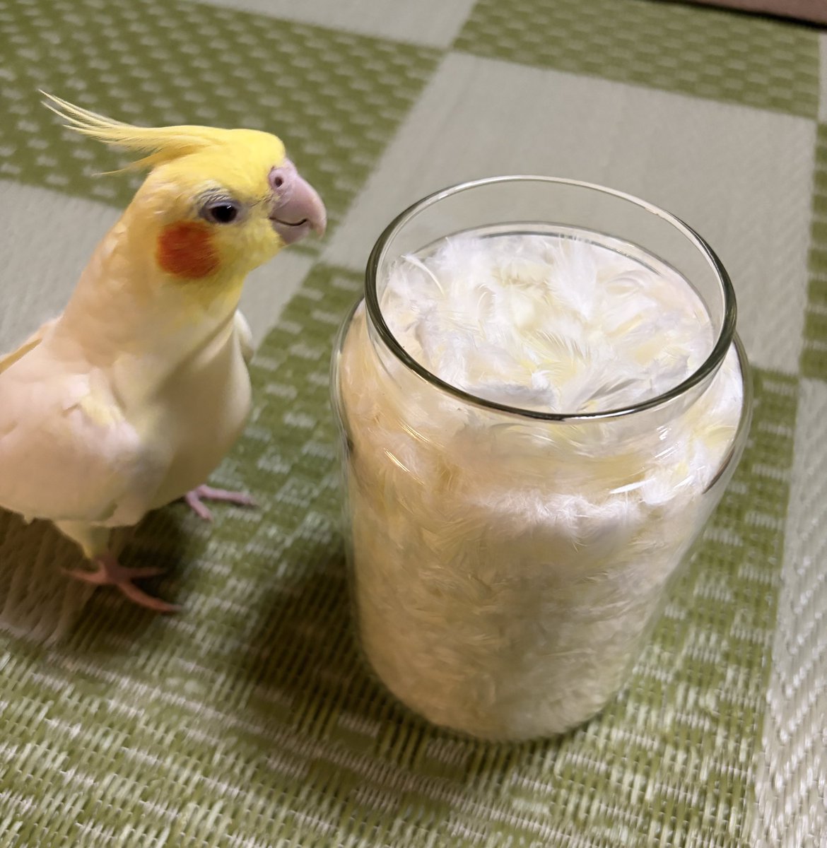 BENI_cockatiel's tweet photo. 飼い主の収集癖にドン引きするベニ🐥ｷﾓ
※洗って干してほぐして保存してます

#オカメインコ https://t.co/4INvHecKzf