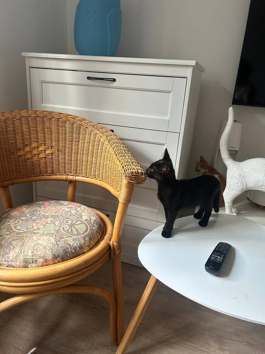 FilipHorky's tweet photo. Uprostřed veder někdo pohodil tahle 3 koťata. Podařilo se je zachránit. Jsou jim zhruba 2 měsíce, chodí na záchod. 

Černobílá je kočka, černý a zrzavý kocour. 

Pokud byste někdo chtěl udělat dobrej skutek a zároveň si přinést nového parťáka domů, pište do DM. https://t.co/9htU0hVlF9