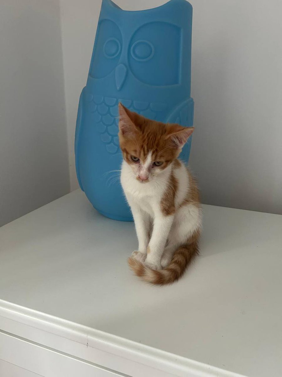 FilipHorky's tweet photo. Uprostřed veder někdo pohodil tahle 3 koťata. Podařilo se je zachránit. Jsou jim zhruba 2 měsíce, chodí na záchod. 

Černobílá je kočka, černý a zrzavý kocour. 

Pokud byste někdo chtěl udělat dobrej skutek a zároveň si přinést nového parťáka domů, pište do DM. https://t.co/9htU0hVlF9